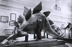 Life-sized restoration of Stegosaurus stenops in the U.S. National Museum, c. 1911