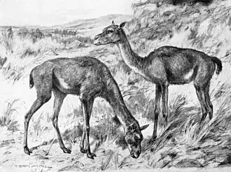 A drawing of two early camels