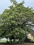 The Panama tree (Sterculia apetala) officially recognized as Panama's national tree on November 26, 1969.[116]