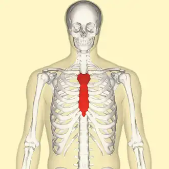 Diagram showing the human sternum