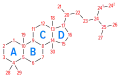 Numbering of the steroid nuclei