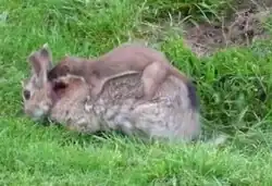A rabbit lying on the ground while a stoat, a smaller mammal, is on top of it after biting its neck