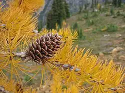 Larix lyallii autumn foliage and cone, Washington state