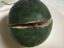 Very ripe Sugar Baby watermelon, grown in Oklahoma, bursts open when a small incision is made into its rind