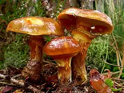 The larch bolete Suillus grevillei, a mycorrhizal mushroom, always grows under larches.[26]