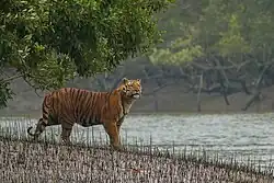 Tiger standing along the banks of a mangrove swamp