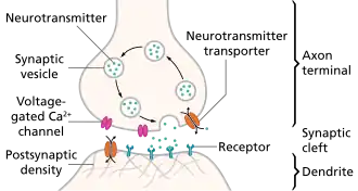 The pre- and post-synaptic axons are separated by a short distance known as the synaptic cleft. Neurotransmitter released by pre-synaptic axons diffuse through the synaptic cleft to bind to and open ion channels in post-synaptic axons.