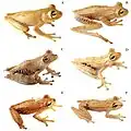 The Hypsiboas calcaratus–fasciatus species complex contains at least six species of treefrog.