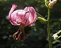 Lilium martagon (flower and subtending bract)