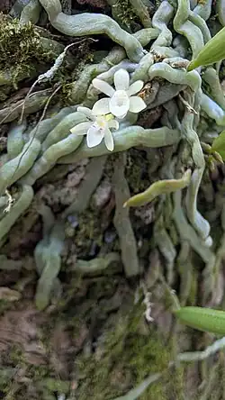 Taeniophyllum has green photosynthetic roots instead of leaves.