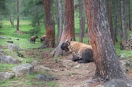 Takins at the Motithang Takin Preserve in Thimphu, Bhutan