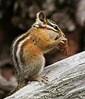 Tamias minimus