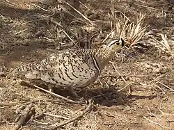 Black-faced sandgrouse