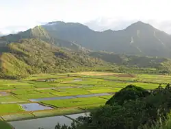 Taro fields (loʻi) in Hanalei Valley, Kauaʻi, Hawaii