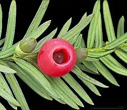 Taxaceae: the fleshy aril that surrounds each seed in the European yew is a highly modified seed cone scale.