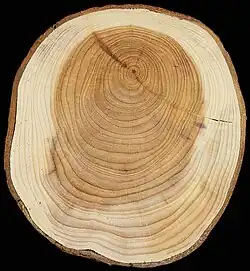 Section of wood showing tree rings