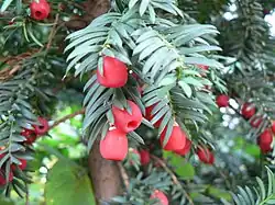Foliage and female cones with red arils