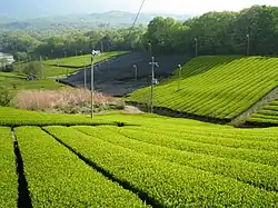 Japanese tea plantation