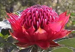 a red dome-shaped flowerhead made up of hundreds of red flowers in bushland