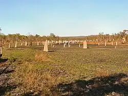 . Hundreds of compass termite mounds are visible in this photo of a field in northern Australia. The chisel-shaped mounds range from several centimeters to several meters in height.