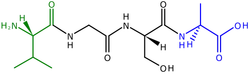 The two ends of a polypeptide are called the N-terminus, or amino end, and the C-terminus, or carboxyl end.[104] This polypeptide has four amino acids linked together. At the left is the N-terminus, with its amino (H2N) group in green. The blue C-terminus, with its carboxyl group (CO2H) is at the right.