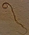 Tetrapodophis