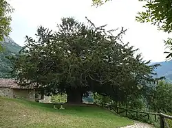 The Bermiego Yew, Asturias, Spain