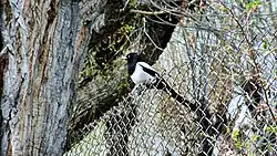 Rzongi Kor Cave located in Sharchey Village of Batalik Sector in Kargil The Eurasian magpie, a common sight in Kargil