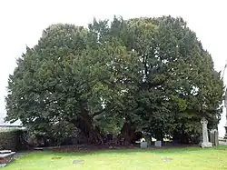 The Llangernyw Yew, Conwy, Wales