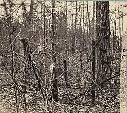 woods with skinny trees