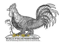 Rooster with feathered legs (Aldrovandi himself did not notice the five toes)[86]