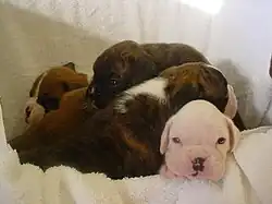 Brindle, fawn, and white Boxer puppies
