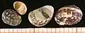 Family Neritidae, shells of Theodoxus fluviatilis.