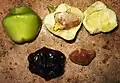 Cascabela thevetia (syn.Thevetia peruviana): dissection of toxic fruits.