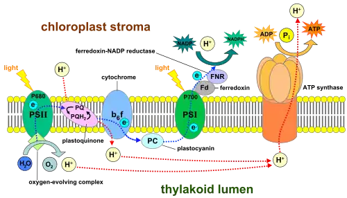 The light reactions of photosynthesis take place across the thylakoid membranes.