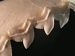 The serrated teeth of a tiger shark, used for sawing through flesh