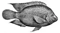 Freshwater fish (tilapia)