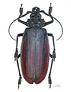 Titan beetle, Titanus giganteus, a tropical longhorn, one of the largest and heaviest insects in the world