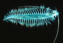 Pelagic gossamer worm