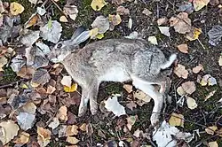 Rabbit carrion in Germany.