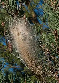 Tent of pine processionary moth (Thaumetopoea pityocampa) caterpillars