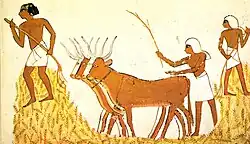 Threshing of wheat in ancient Egypt