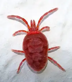 Trombidium holosericeum mite
