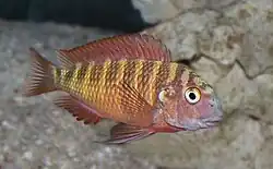 Tropheini (E): Tropheus moorii ("red" Chimba morph) is highly variable and the taxonomy of some of the morphs is questionable[60][61][62]