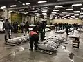 Start of the tuna auction at Tsukiji: buyers are checking the catch