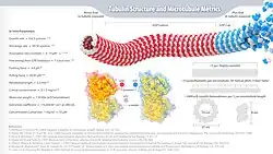 Tubulin and Microtubule Metrics Infographic