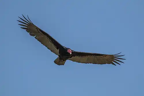 Antillean turkey vulture C. a. aura, Cuba