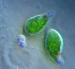 Euglena, a genus of photosynthetic euglenids