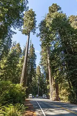 Tallest: Sequoia sempervirens can reach a height of 116.07 metres (380.8&nbsp;ft).[22]