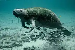 Through Law No. 9264, the species Trichechus manatus, known as the manatee, was declared a symbol of Costa Rica’s marine fauna.[62]